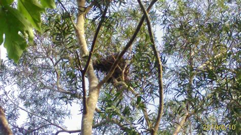鳥巢位在大樹上是個什麼的家 金中西
